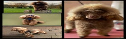 Toy Poodle dogs for stud: Stunning Chocolate Toy Poodle  in Stafford - Advert 4