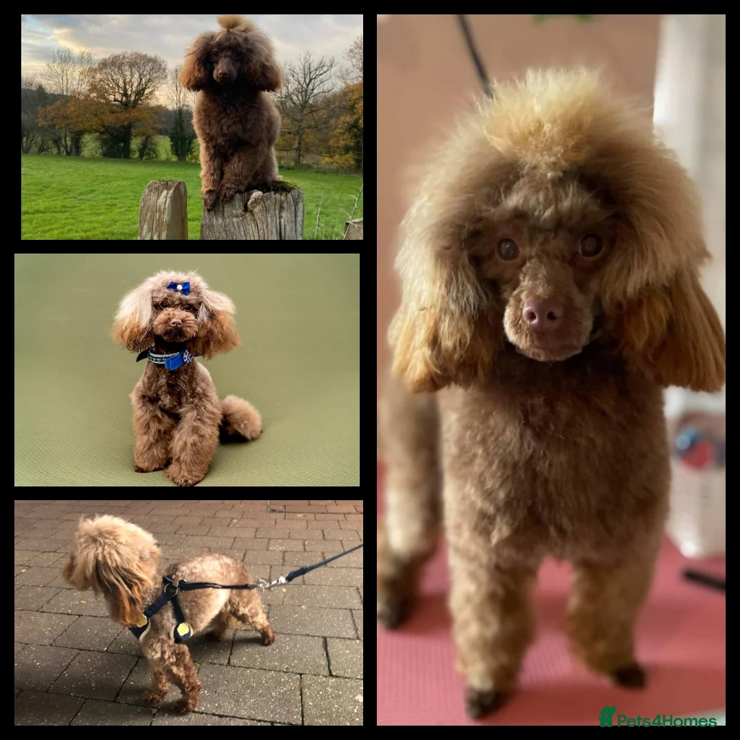 Toy Poodle dogs for stud: Stunning Chocolate Toy Poodle  in Stafford - Advert 5