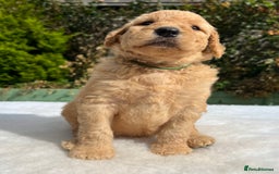 Labradoodle dogs for sale: F1 labradoodle  - Image 12