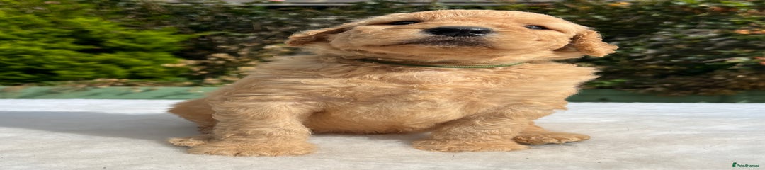 Labradoodle Puppy 3