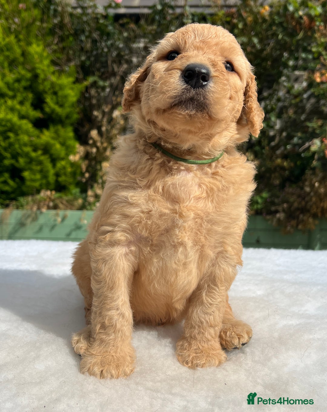 Labradoodle dogs for sale: F1 labradoodle  - Image 12