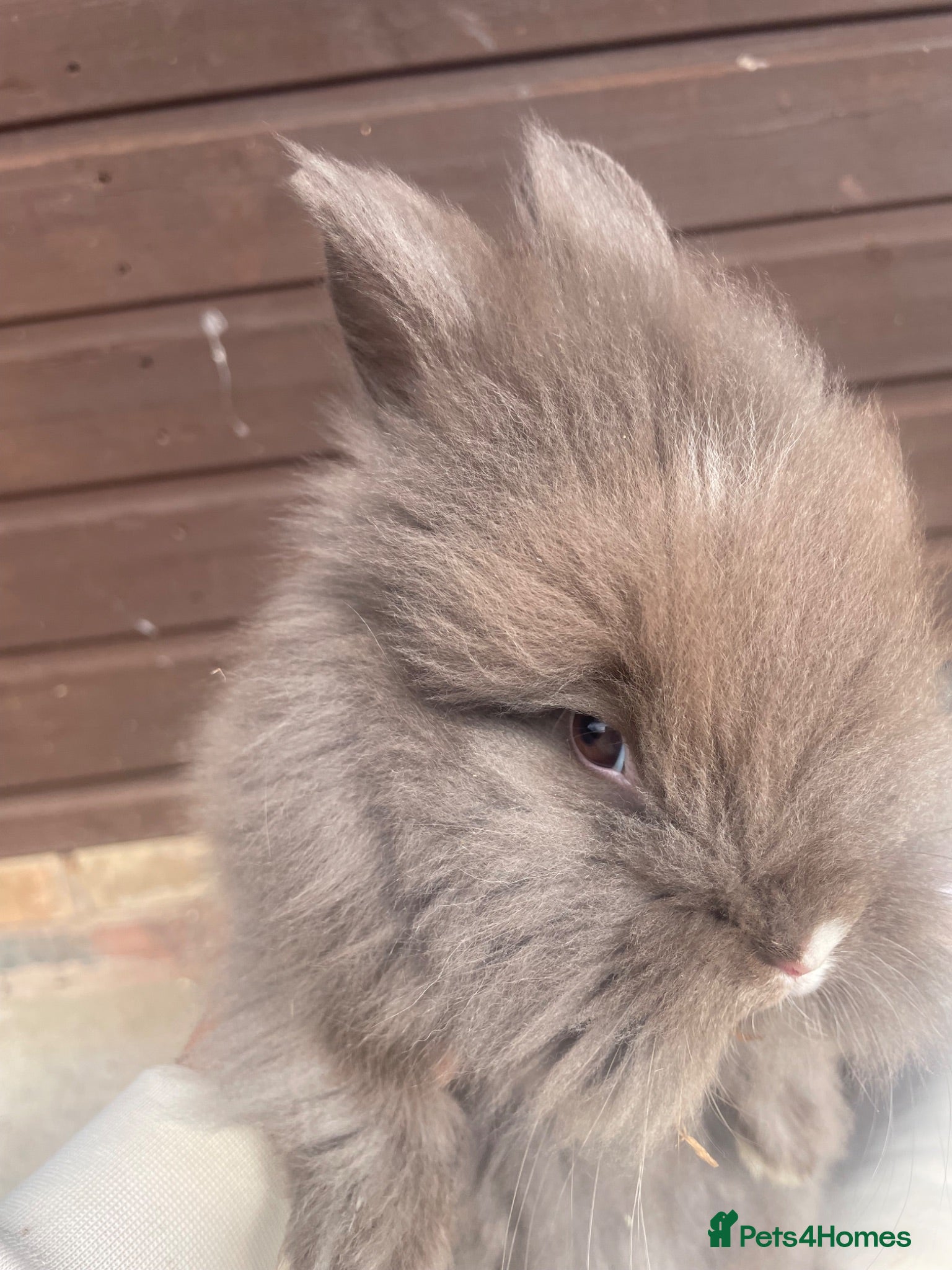 Lionhead rabbits Beautiful Baby Lionhead Bunnies  - Advert 2