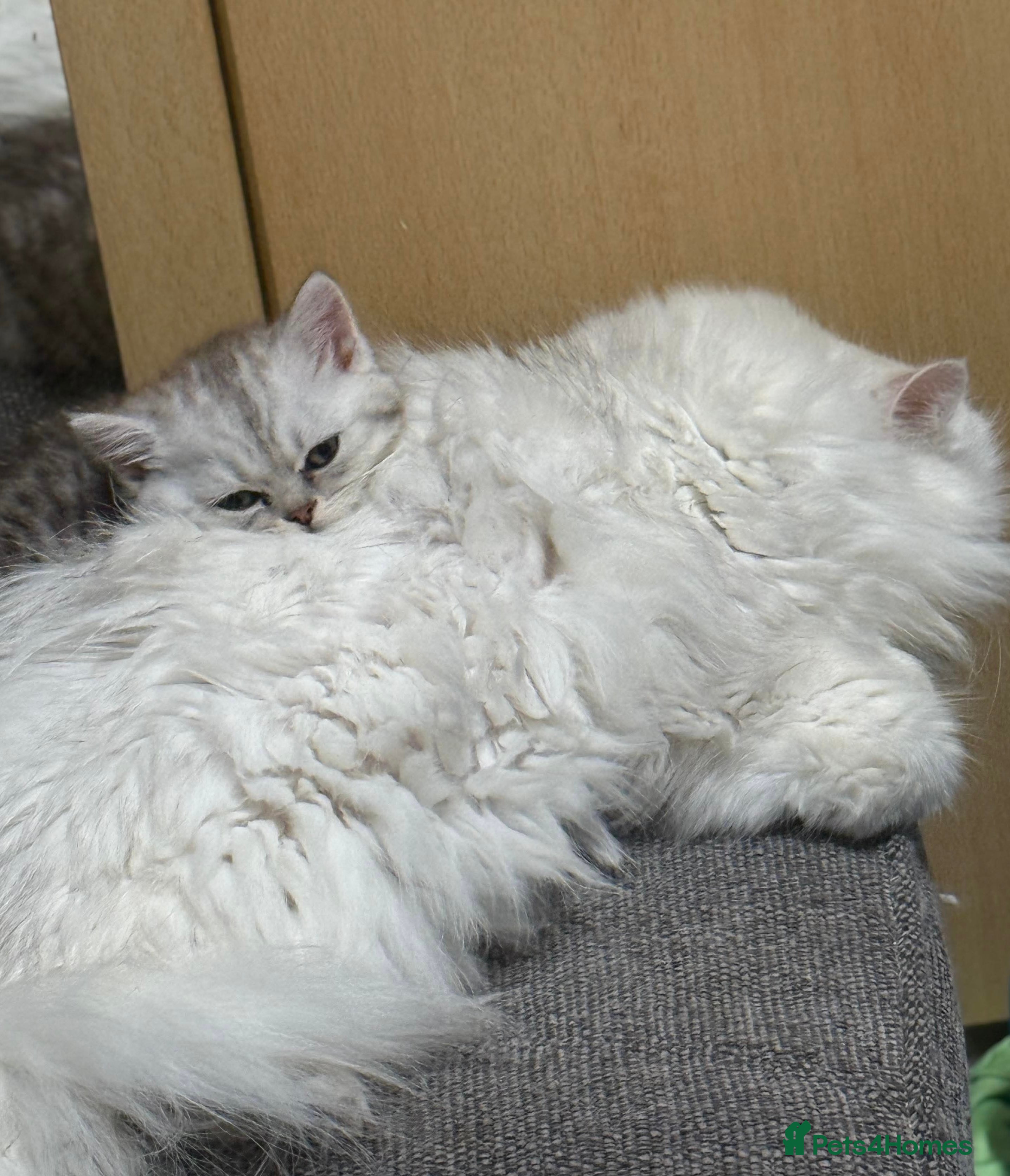 Persian cats Gorgeous pedigree chinchilla kitten  - Advert 13