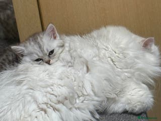 Persian cats Gorgeous pedigree chinchilla kitten - Advert 13