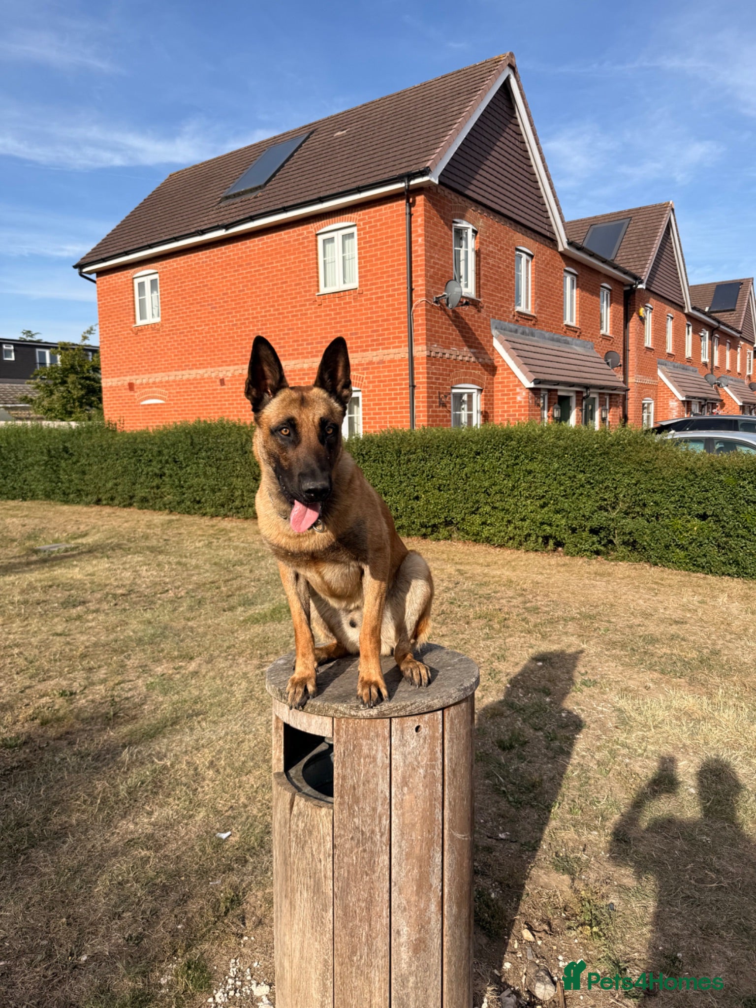 Belgian Shepherd Dog dogs 1 year Belgian Malinois Pure - Advert 1