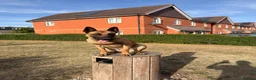 Belgian Shepherd Dog dogs for sale: 1 year Belgian Malinois Pure - Advert 1