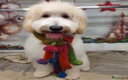 Goldendoodle dogs for sale: Multigenerational Puppies Licensed and Tested - Image 12