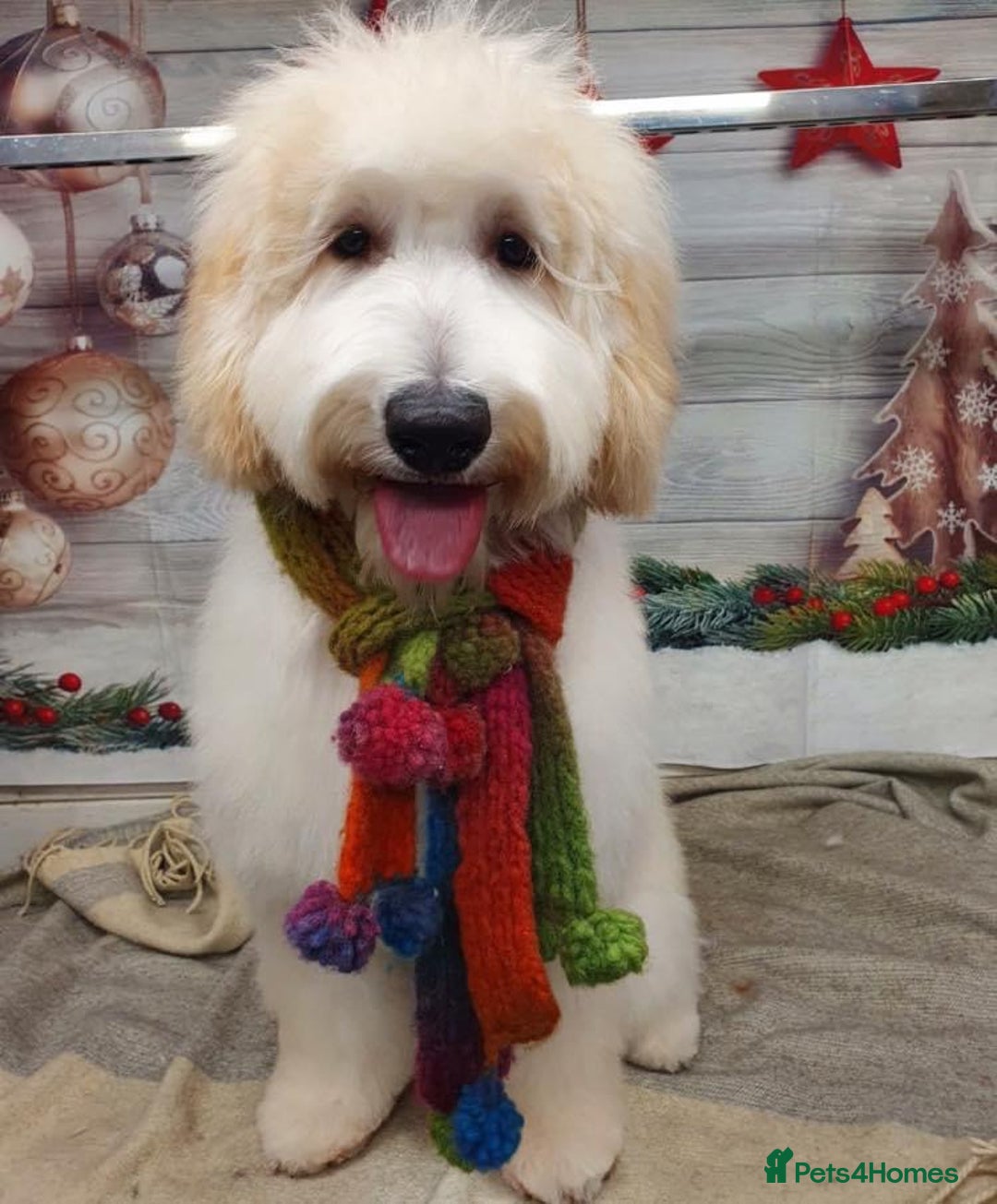 Goldendoodle dogs for sale: Multigenerational Puppies Licensed and Tested - Image 12