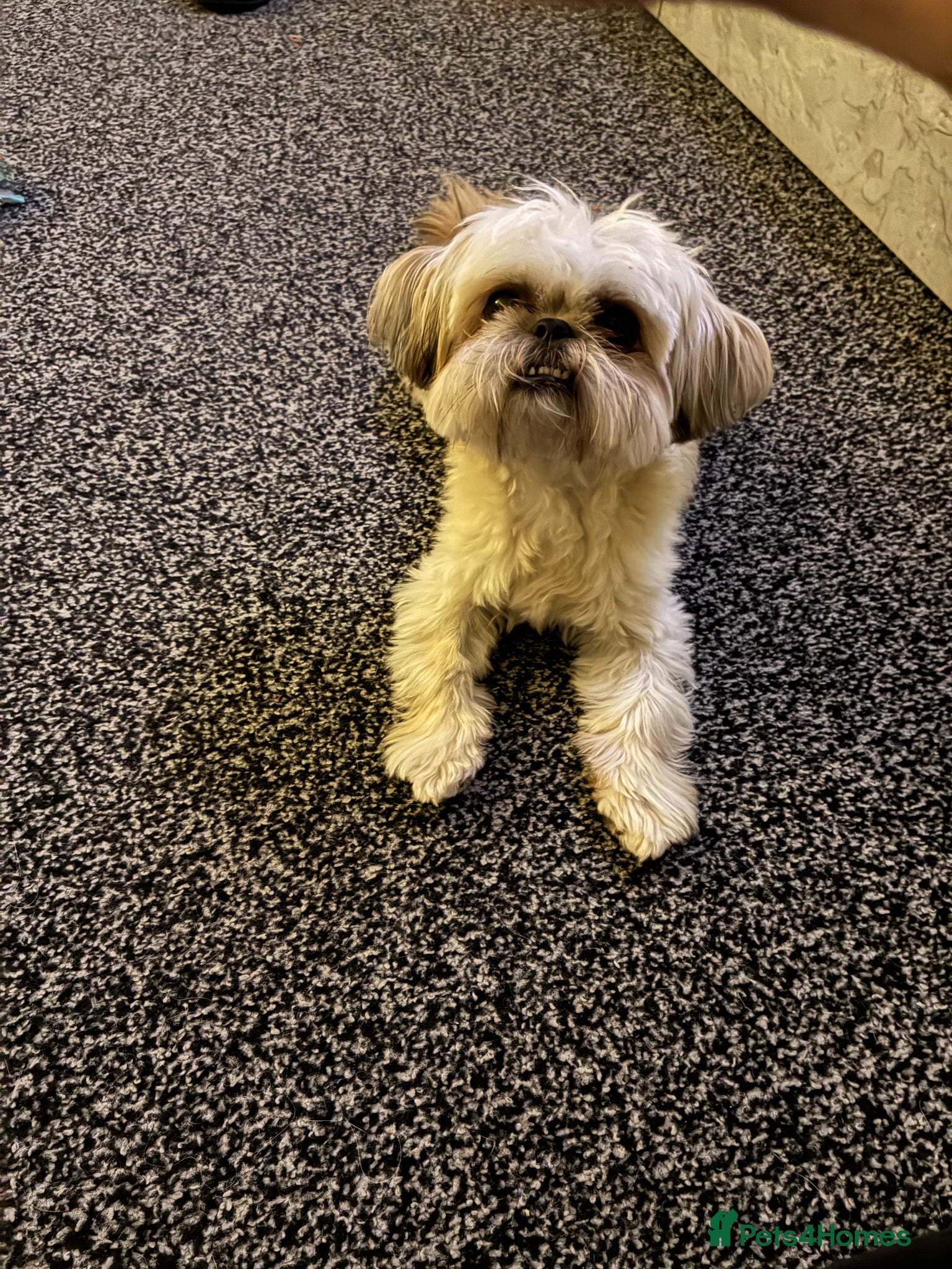 Shih Tzu dogs Shih Tzu  - Advert 1