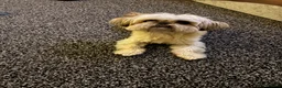 Shih Tzu dogs for sale: Shih Tzu  in Stalybridge - Advert 1