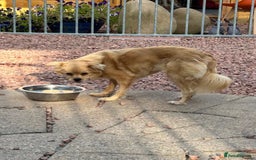 Mixed Breed dogs for adoption: Bambi - In Ayr looking for a home  - Image 5