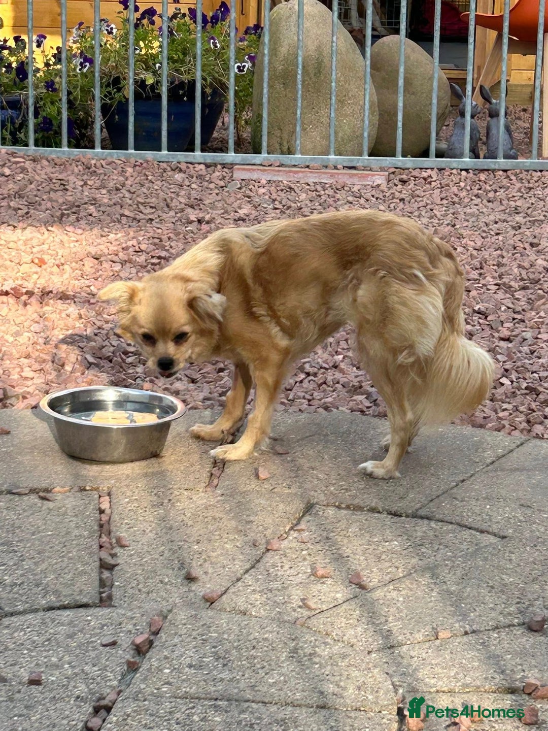 Mixed Breed dogs for adoption: Bambi - In Ayr looking for a home  - Image 5