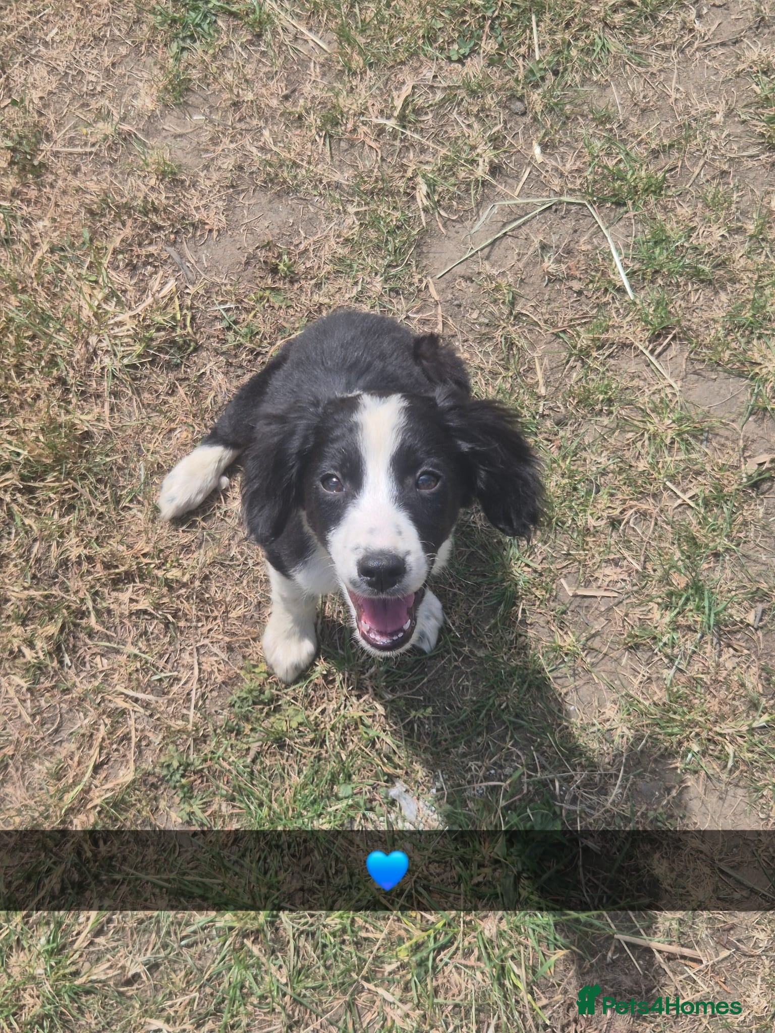 Mixed Breed dogs Cocker spaniel cross border collie - Advert 2