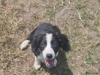Mixed Breed dogs Cocker spaniel cross border collie - Advert 1