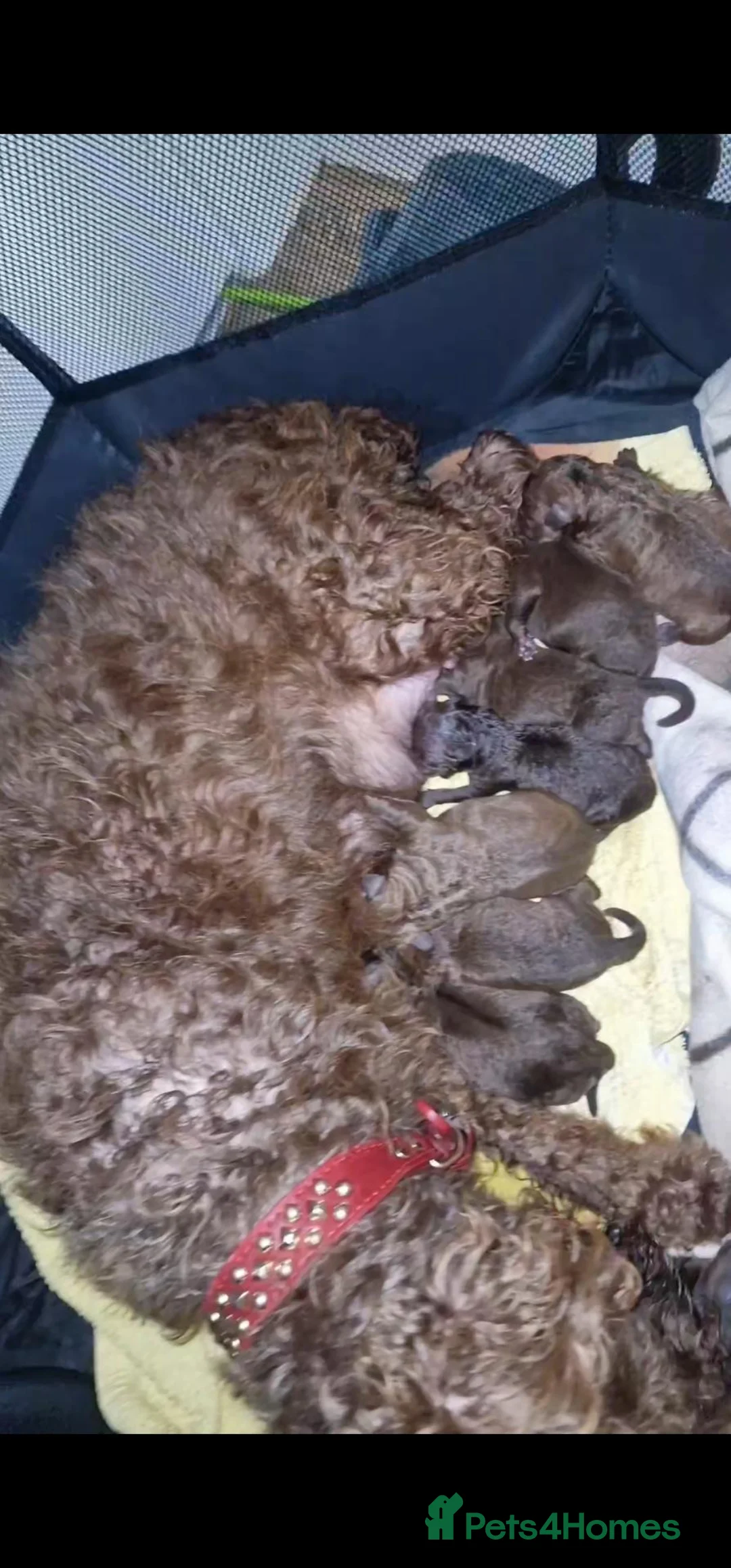 Patterdale Terrier dogs for sale: Patterdale pups nick stevens lines - Advert 3