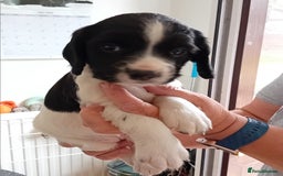 English Springer Spaniel dogs for sale: Working English Springer Spaniel  in Cullompton - Image 16