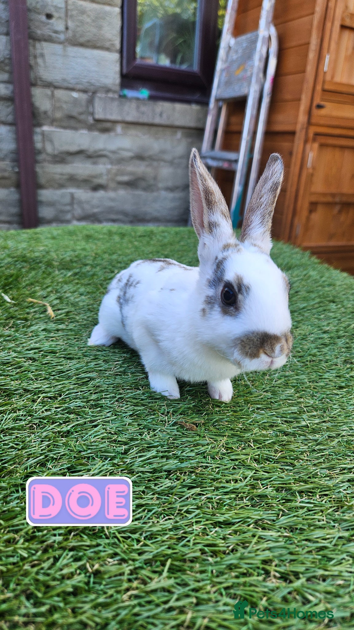Rex rabbits Rex & Mini Rex Kits Available - Advert 6