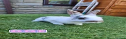 Rex rabbits for sale: Rex & Mini Rex Kits Available - Advert 1