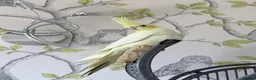 Cockatiels birds for sale: Pretty baby cockatiels with DNA - Advert 1