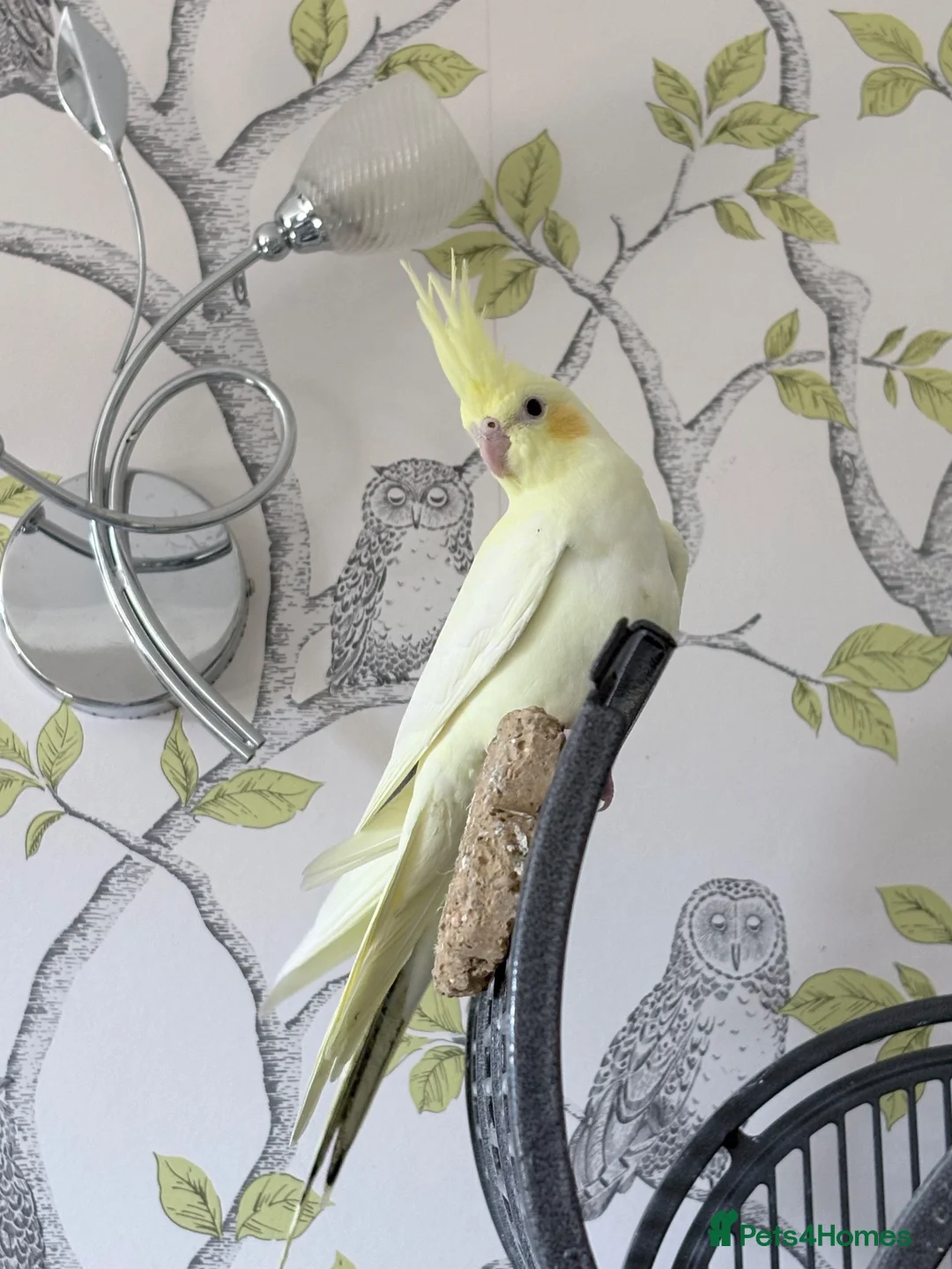 Cockatiels birds for sale: Pretty baby cockatiels with DNA - Advert 1