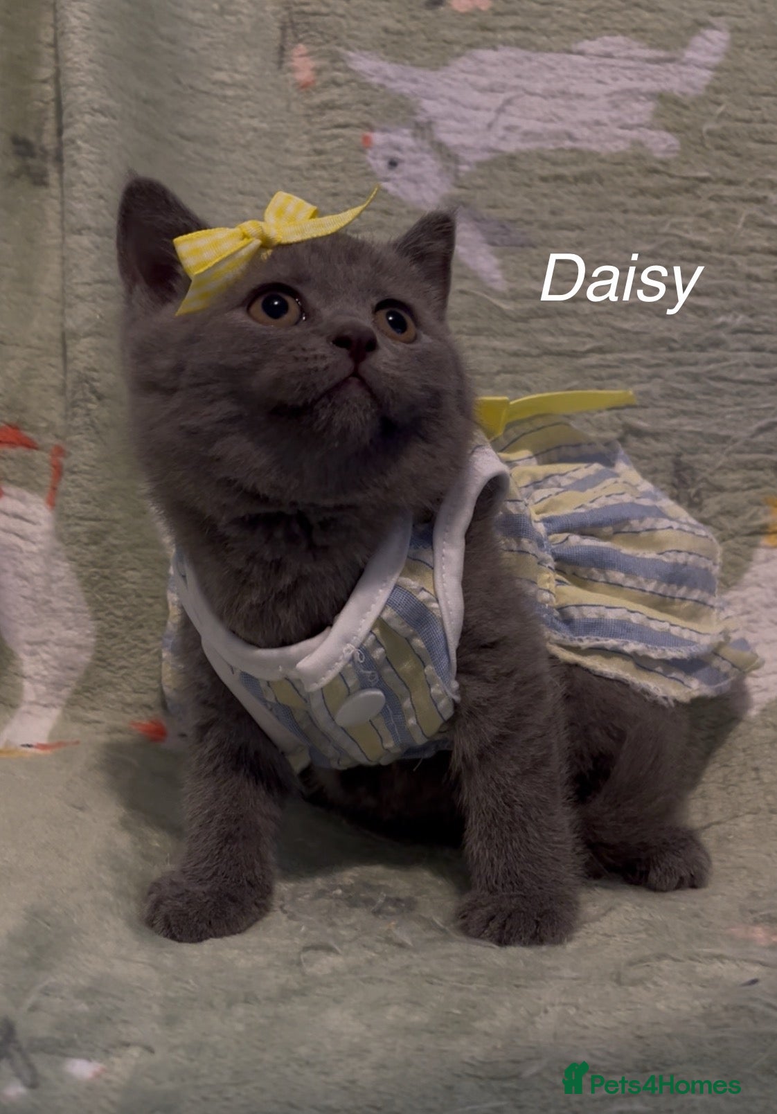 British Shorthair cats for sale: Pure British Shorthair  - Advert 7