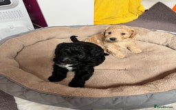 Cockapoo dogs for sale: Gorgeous cockapoo puppies  - Image 4