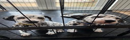Dalmatian dogs for sale: Dalmatian boys 2 stunning boys left - Advert 18