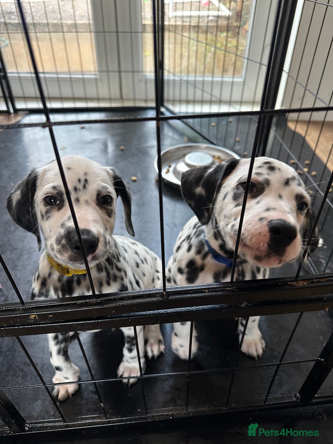 Dalmatian dogs for sale: Dalmatian boys 2 stunning boys left - Advert 18