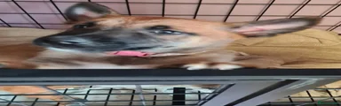 Belgian Shepherd Dog Bonnie