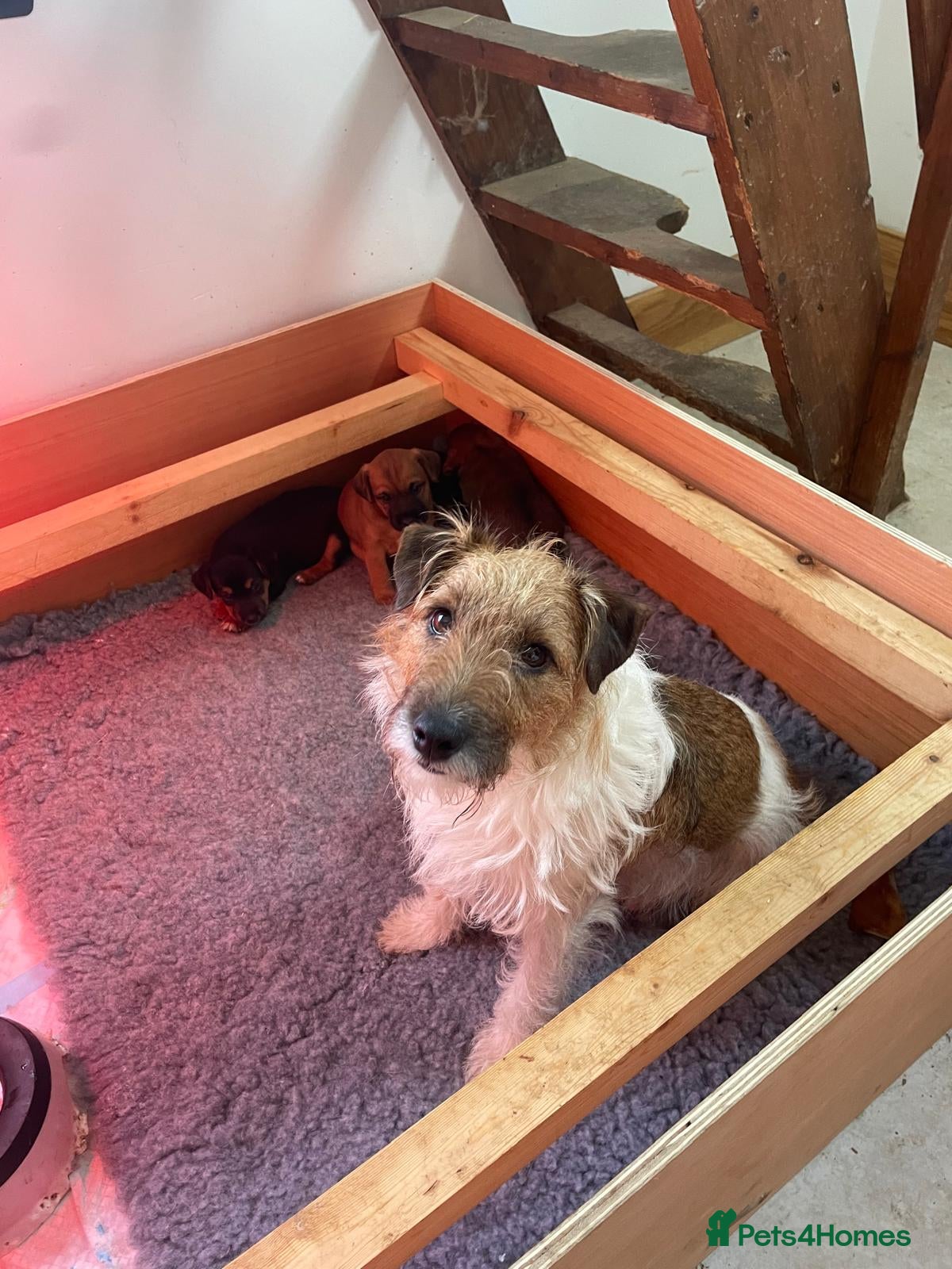 Mixed Breed dogs Strong terriers - Advert 3