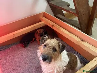 Mixed Breed dogs Strong terriers - Advert 3