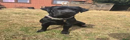 Labrador Retriever dogs for sale: Labradorable Muffin  - Advert 4