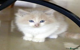 Ragdoll cats for sale: Ragdoll x British Shorthair/Maine Coon - Image 5