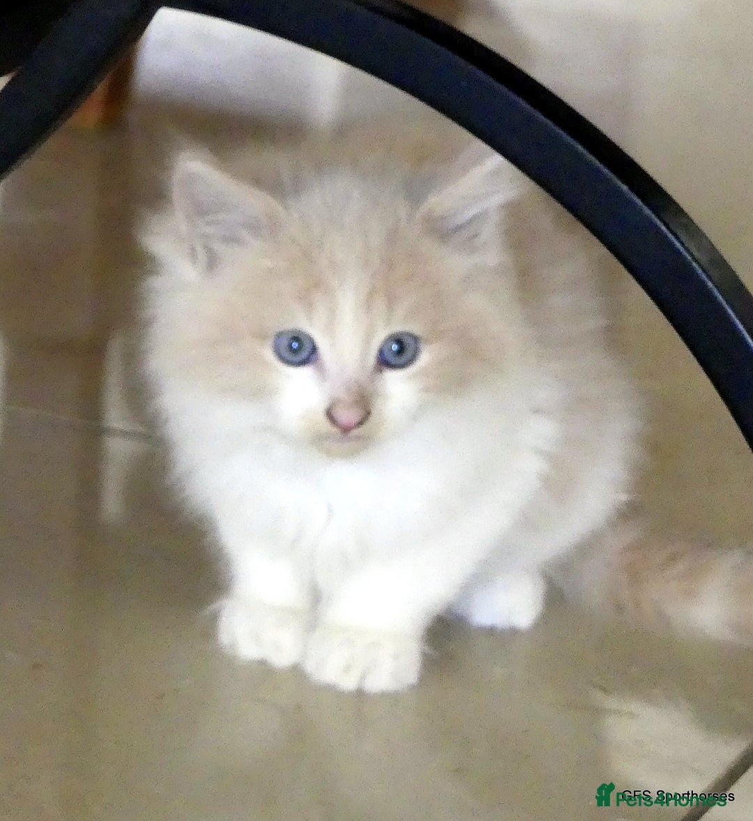 Ragdoll cats for sale: Ragdoll x British Shorthair/Maine Coon - Image 5