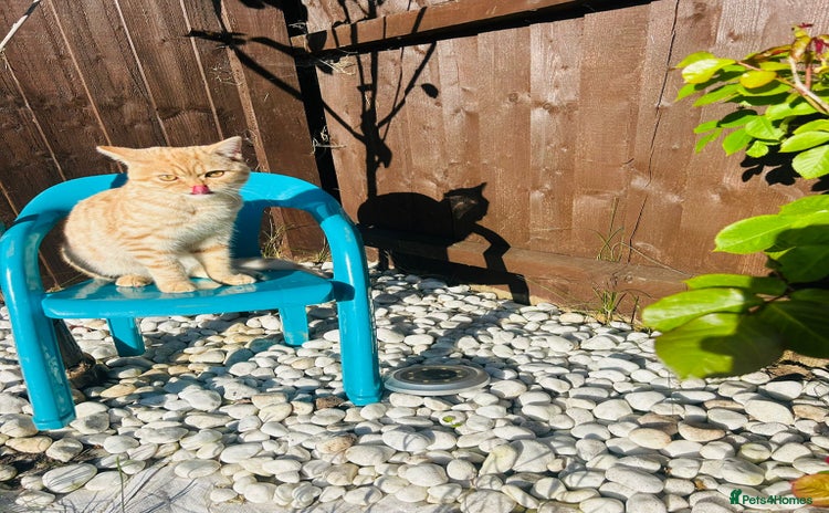 British Shorthair cats - Advert 7