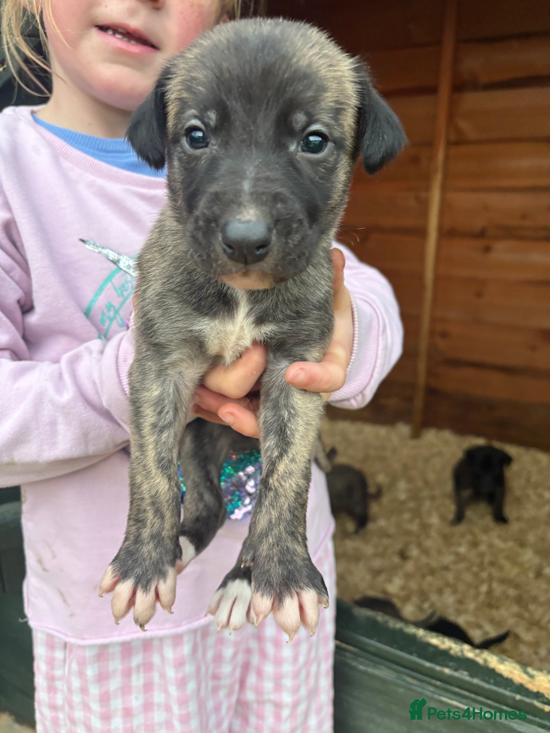 Lurcher dogs for sale: Lurcher Pups - 4 x boys - Advert 13