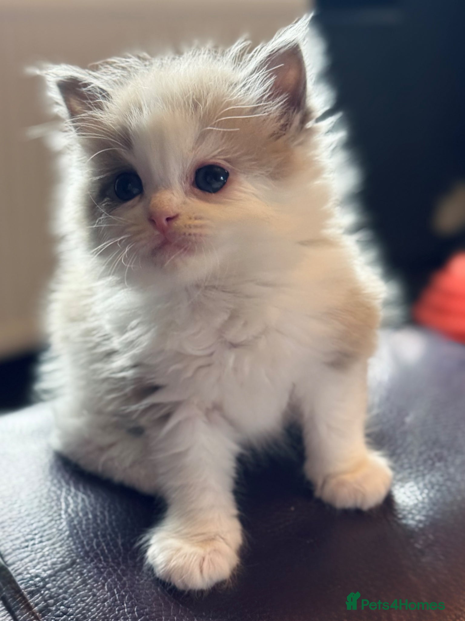 Ragdoll cats Cherubim ragdoll  - Advert 1