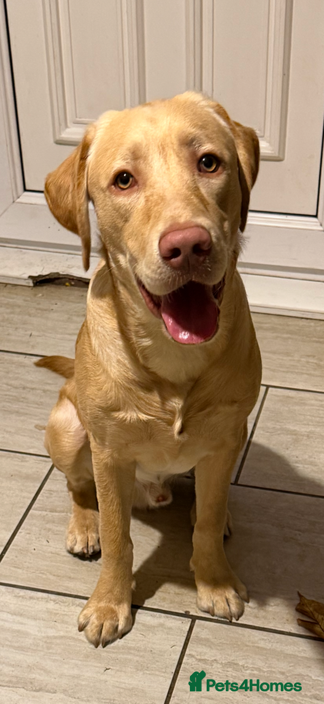 Labrador Retriever dogs for sale: Max the Labrador  - Advert 2