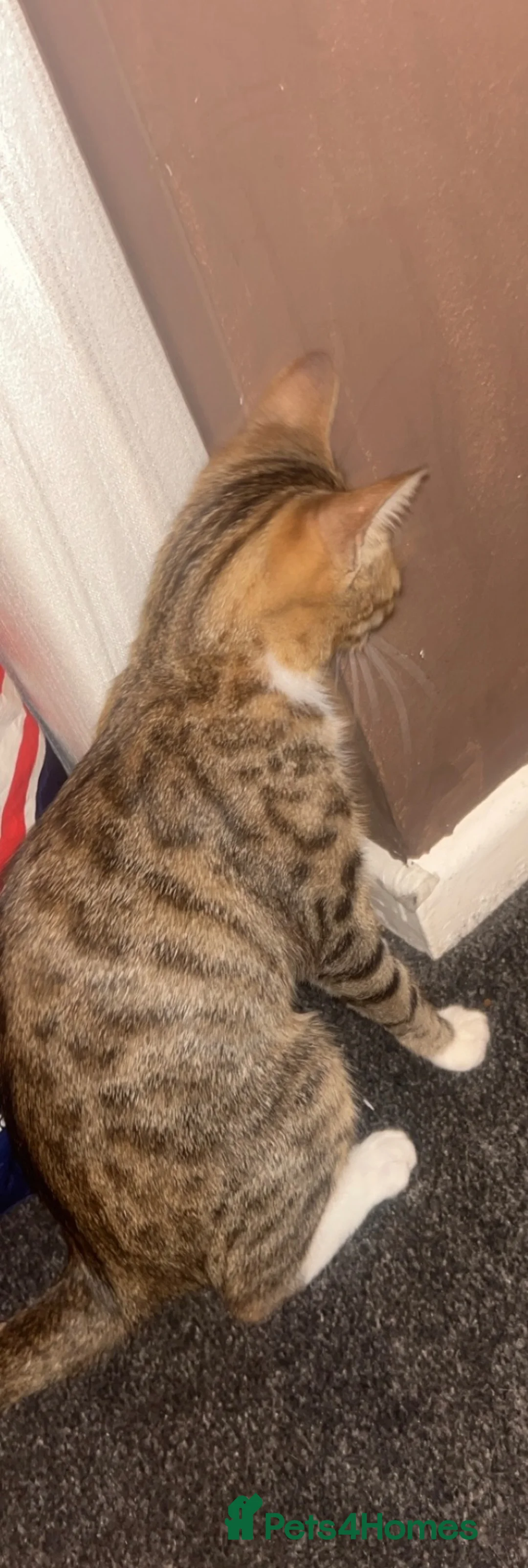 Bengal cats for sale: Bengal 1 year old  in Wolverhampton - Advert 3