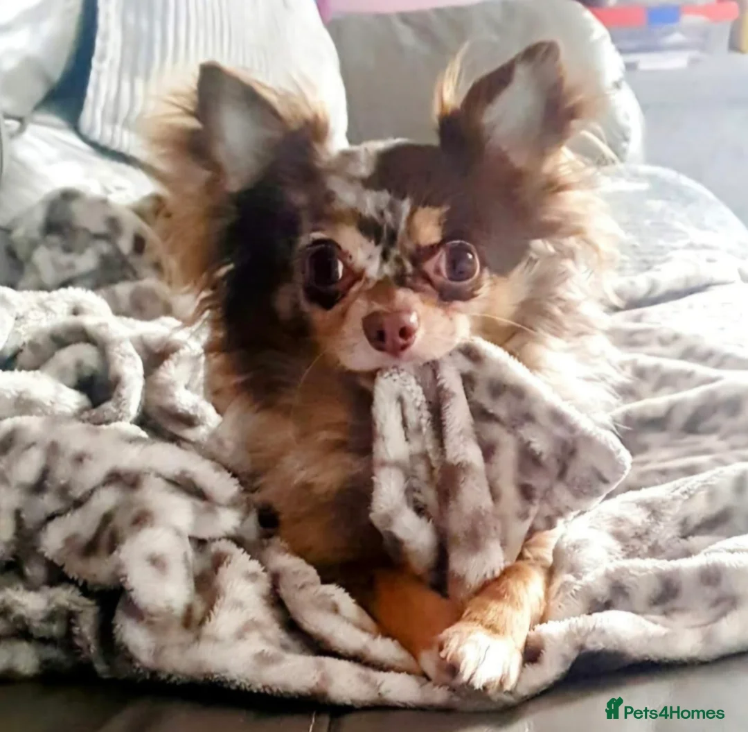 Chihuahua dogs for stud: Merle long haired Chihuahua Stud in Nottingham - Advert 5