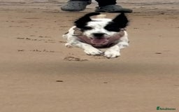 Mixed Breed dogs for sale: Mixed breed 1 year and 4 months old - Image 14