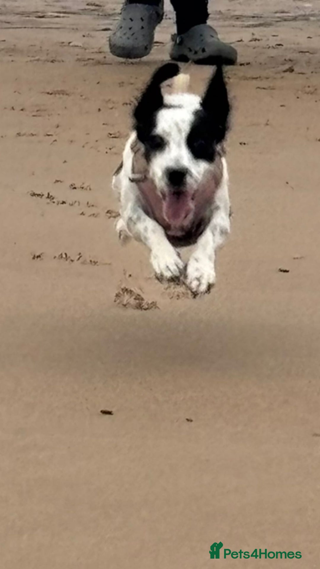 Mixed Breed dogs for sale: Mixed breed 1 year and 4 months old - Image 14