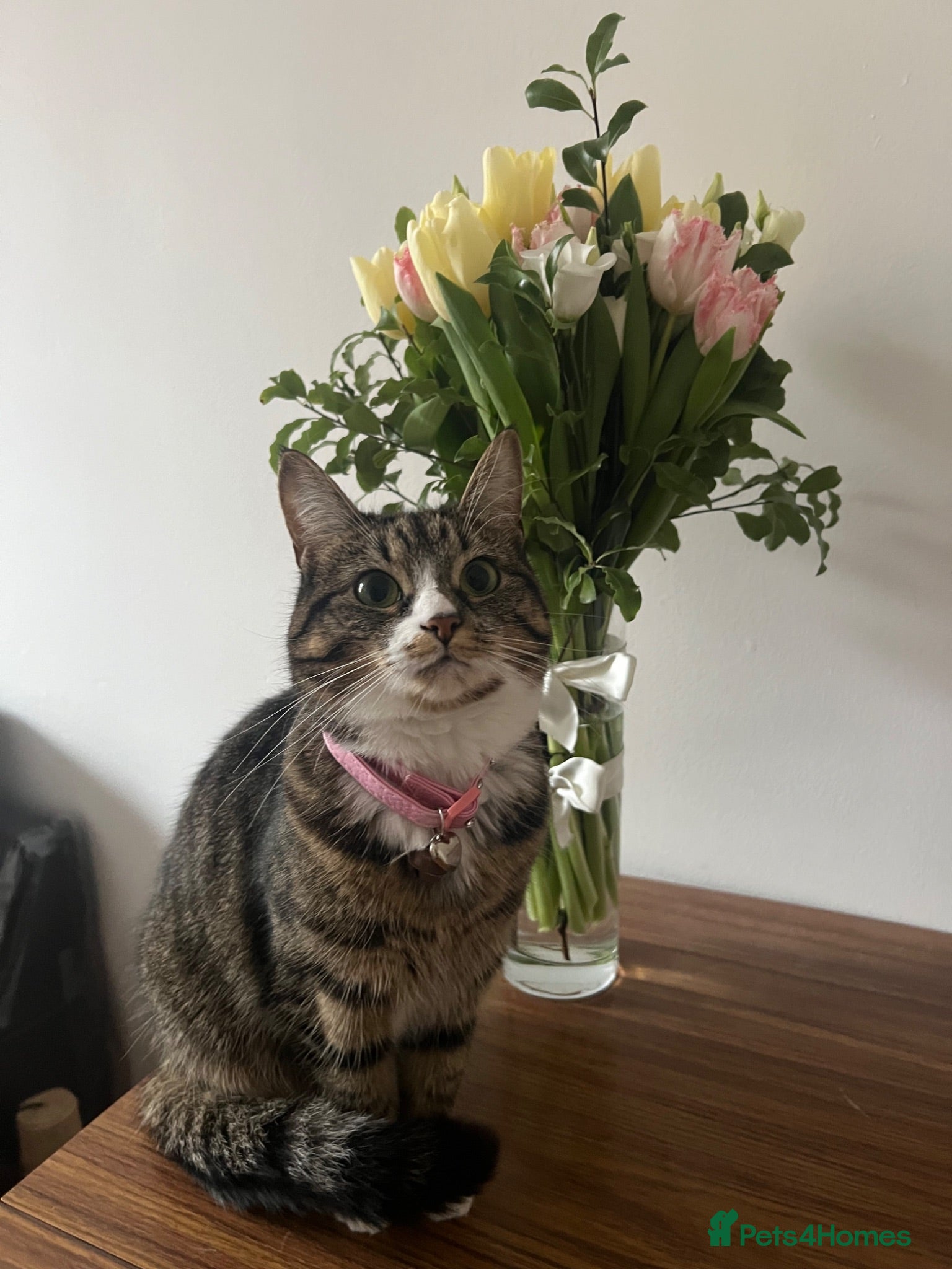 Mixed Breed cats cute size cat looking for new home - Advert 2