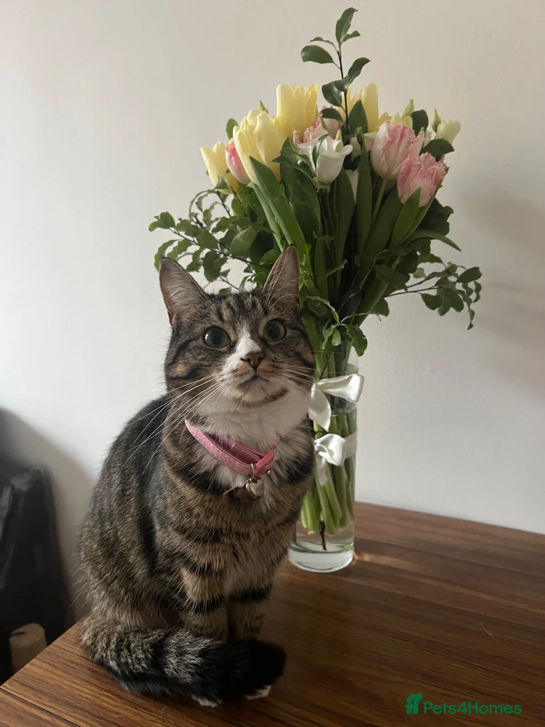Mixed Breed cats for sale: cute size cat looking for new home - Advert 1