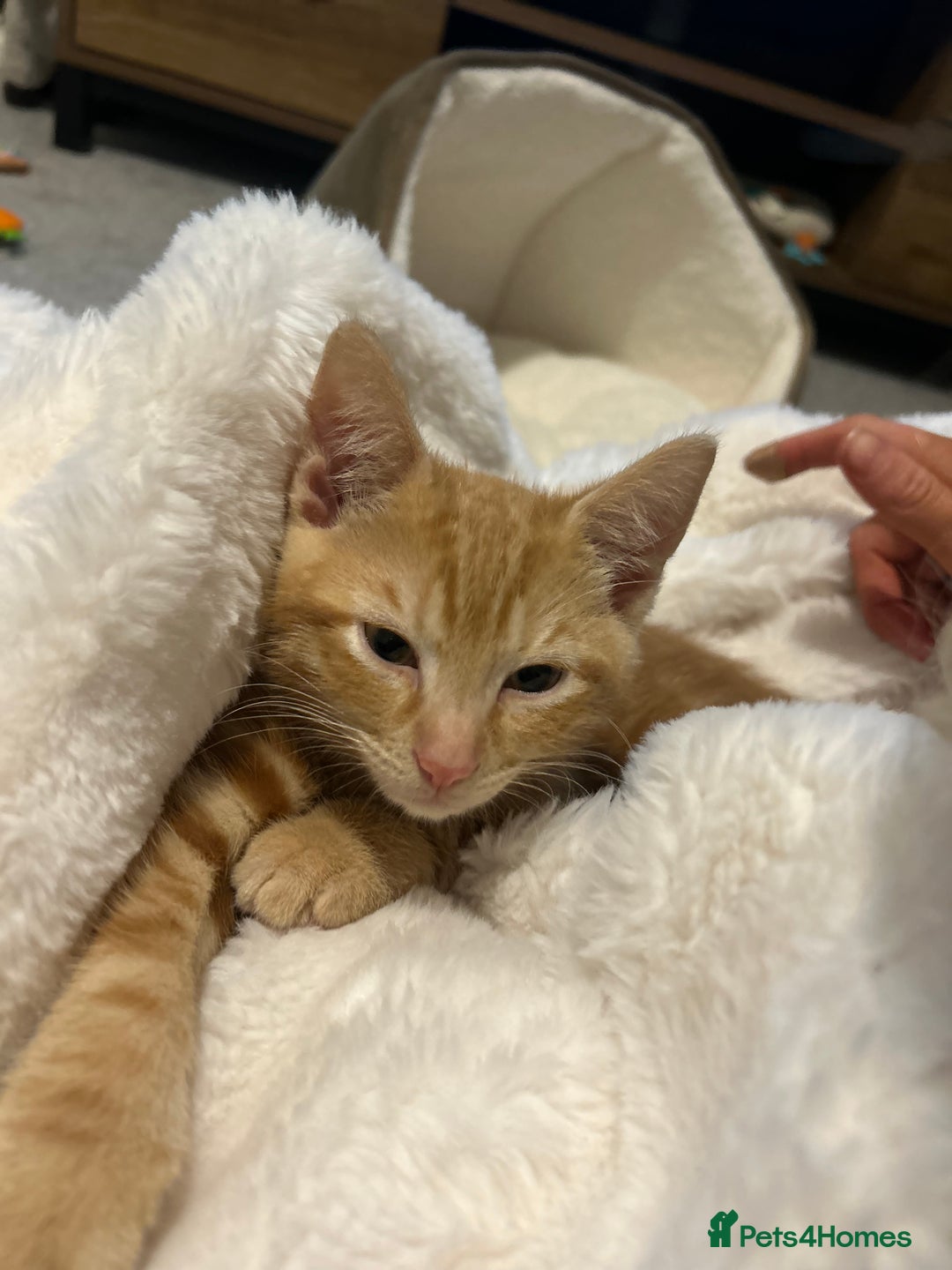 Mixed Breed cats for sale: Male kitten with everything needed  - Advert 4