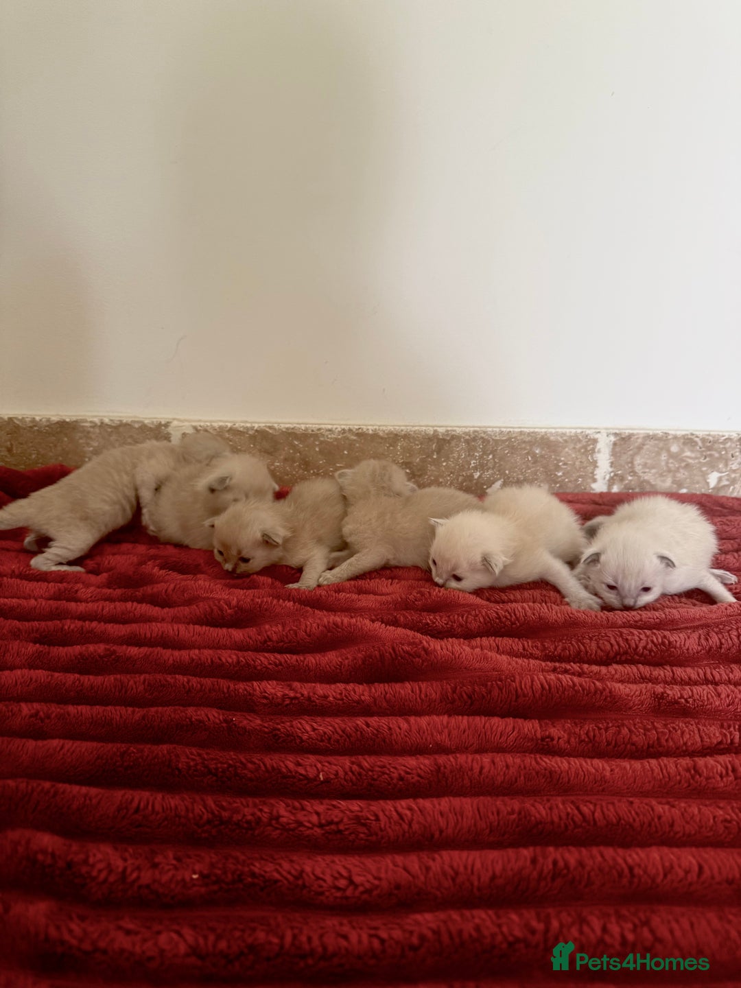 Ragdoll cats for sale: Ragdoll kittens for sale - Image 3