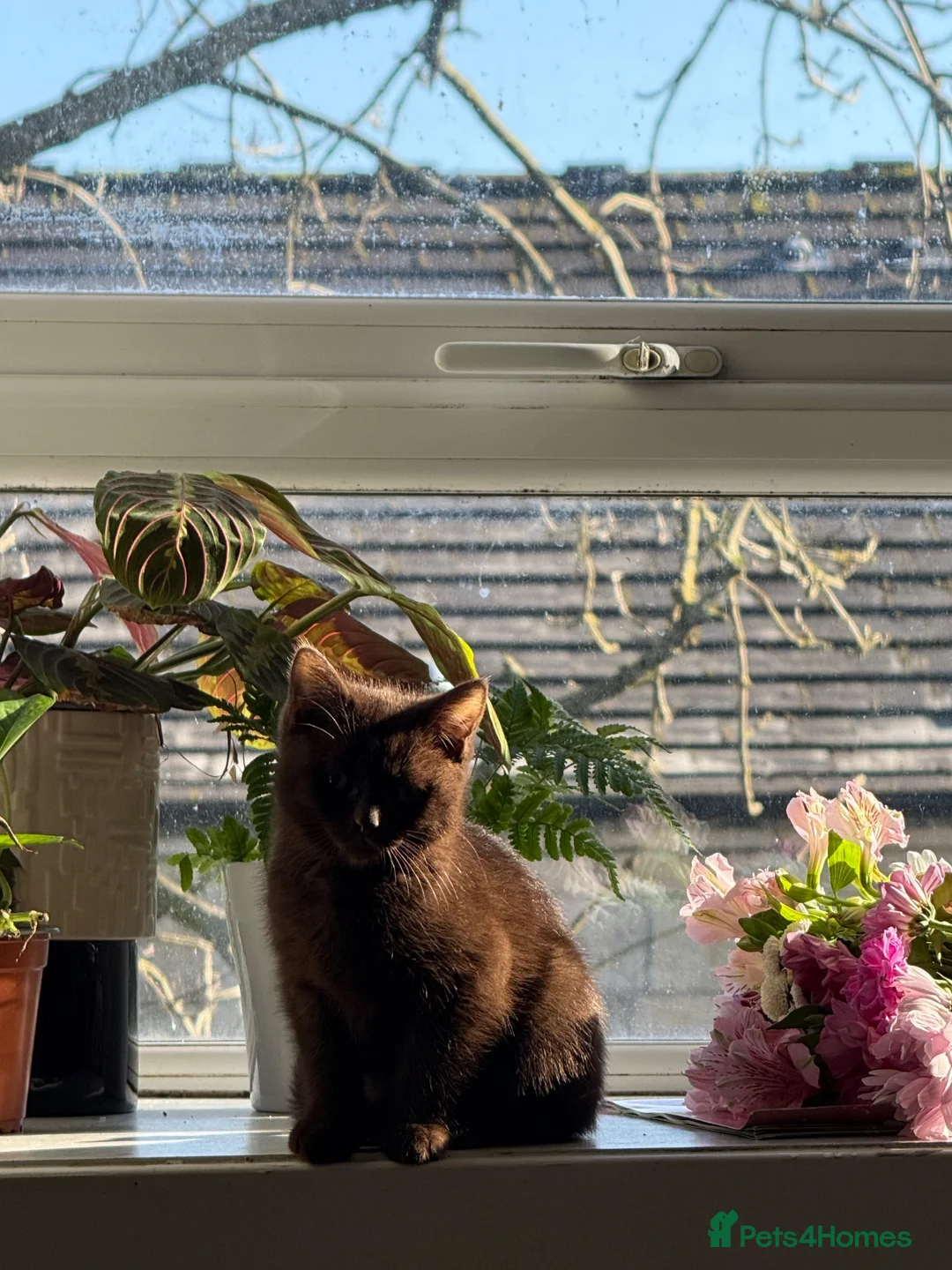 British Shorthair cats for sale: Brown British shorthair male for rehoming  - Advert 2