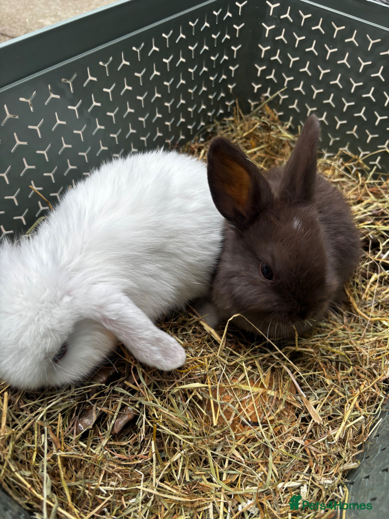 Mini Lop rabbits Pure breed Mini Lop bunnies  - Advert 19