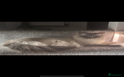 Ragdoll cats for sale: 2 female blue bicoloured ragdolls for sale🤍 - Image 14