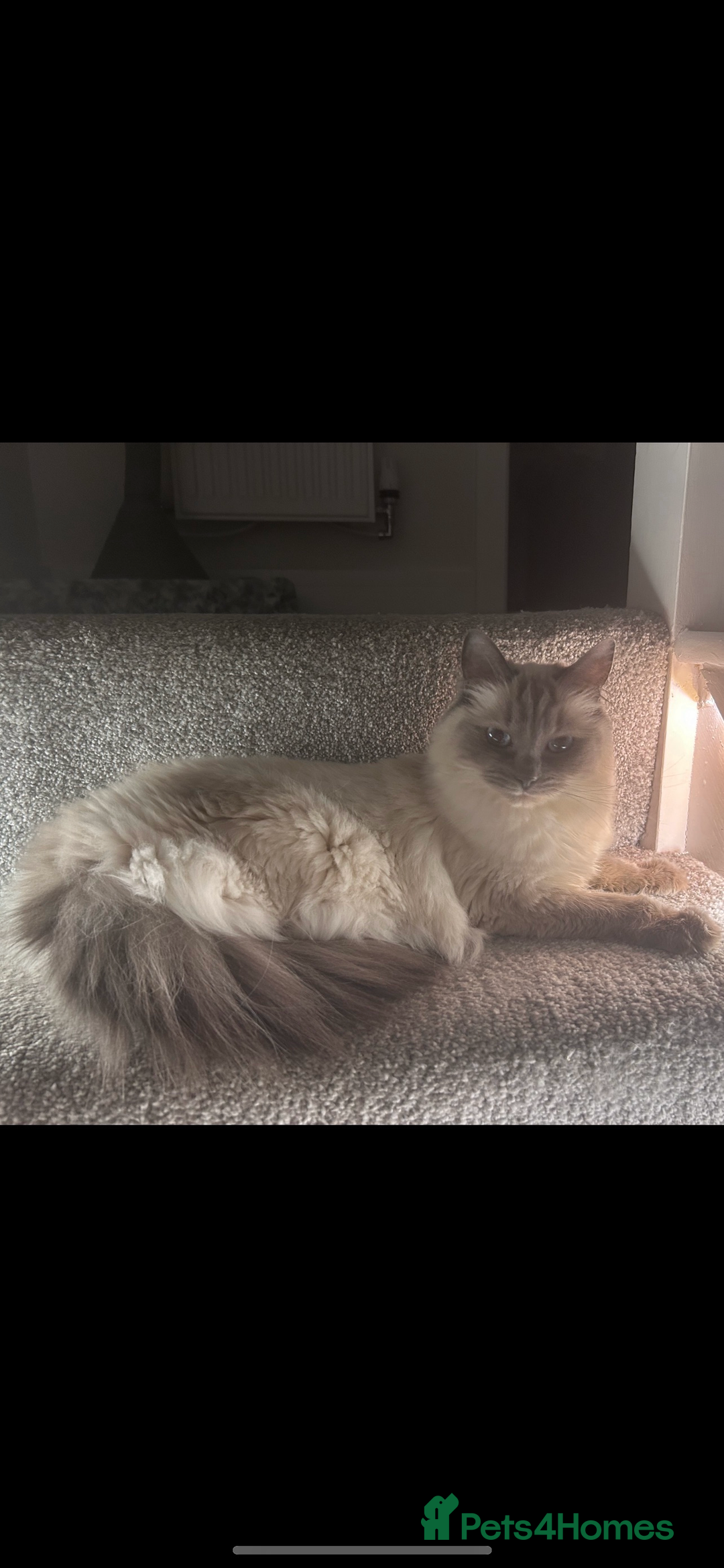 Ragdoll cats for sale: 2 female blue bicoloured ragdolls for sale🤍 - Image 14